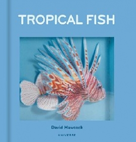 David, Hawcock Tropical Fish: Pop-Up 