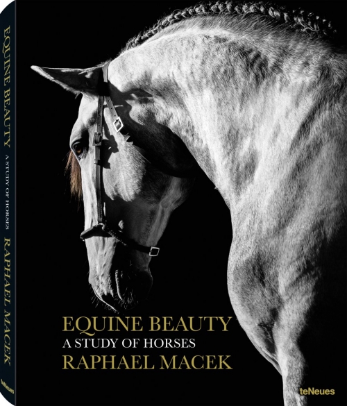 Equine Beauty: A Study of Horses 