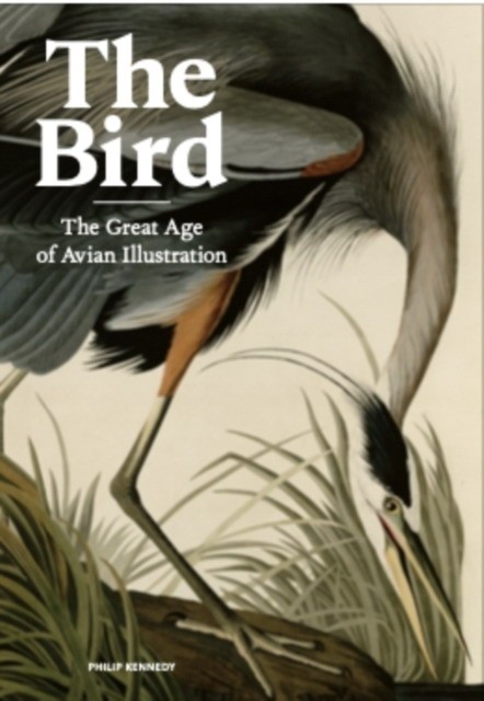 Kennedy Philip The Bird: Ornithological Art from the Age of Exploration 