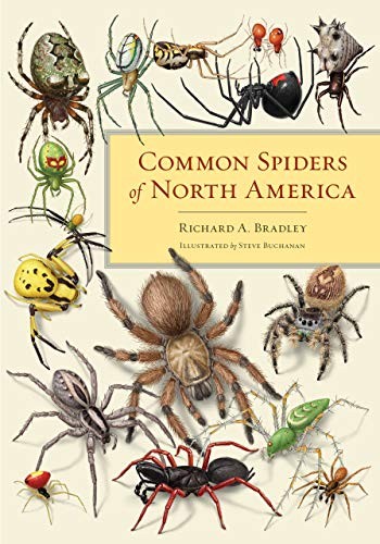 Bradley Richard A. Common Spiders of North America 