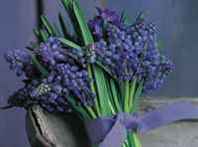 Anness Flower Displays Bumper Card Pack: Grape Hyacinth 