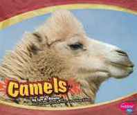 Lyn A. Sirota Camels (Asian Animals) 