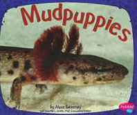 Alyse Sweeney Mudpuppies (Amphibians) 