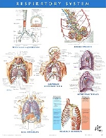 Netter Frank H. Respiratory System Chart Poster 