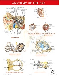Netter Frank H. Anatomy of the Ear Chart Poster 