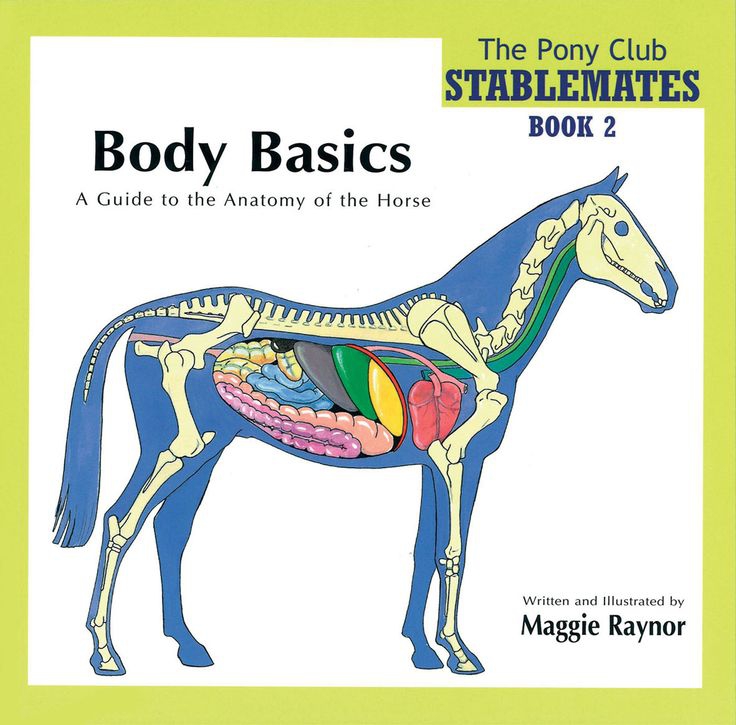 Raynor M Body Basics - a Guide to the Anatomy of the Horse 