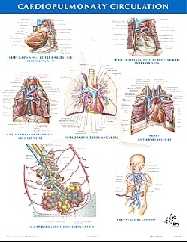 Netter Frank H. Cardiopulmonary Circulation Chart Poster 