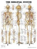 Acc The Skeletal System Anatomical Chart 