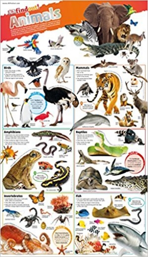 DKfindout! Animals Poster. Wall Chart 