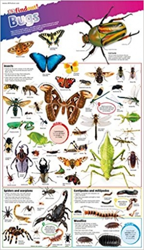 DKfindout! Bugs. Poster 