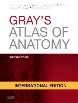 Richard, Drake Gray's Atlas of Anatomy , International Edition 2 ed. 