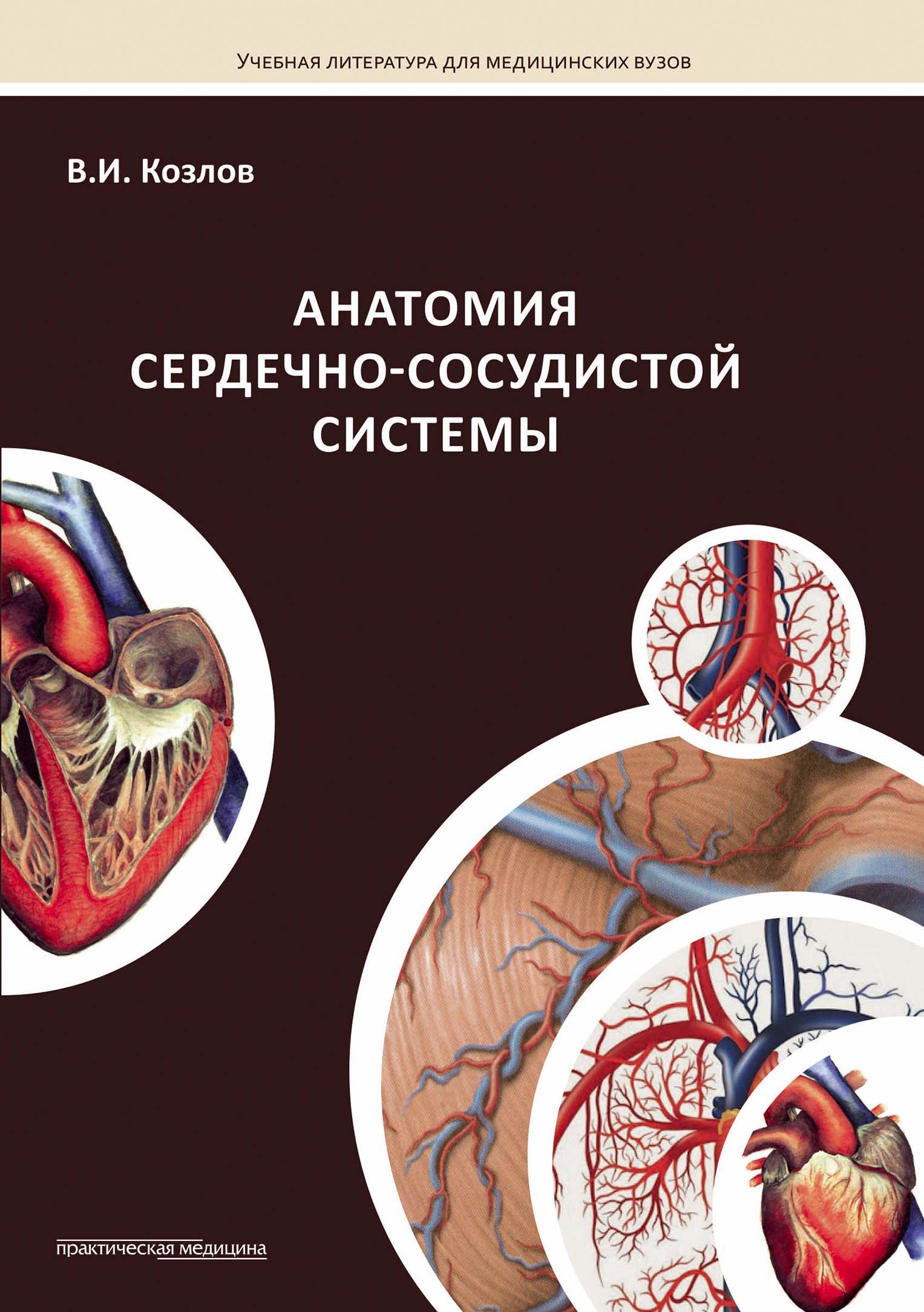 Козлов В.И. Анатомия сердечно-сосудистой системы 