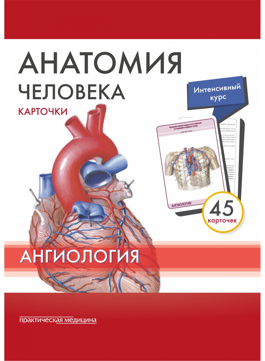 Сапин М.Р., Николенко В.Н., Тимофеева М.О. Анатомия человека. Ангиология. (45 карточек) 
