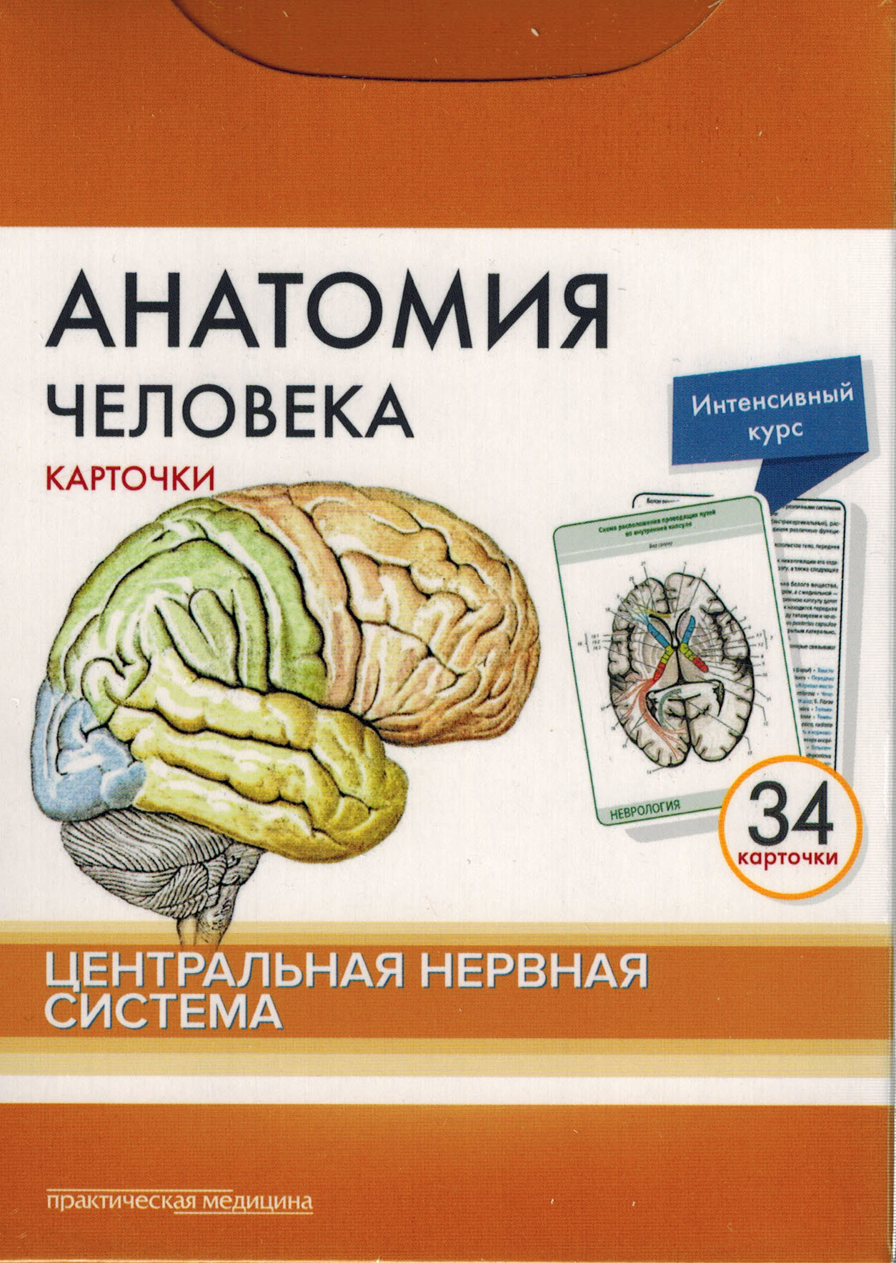 Сапин М.Р., Николенко В.Н., Тимофеева М.О. Анатомия человека. Центральная нервная система. (34 карточки) 