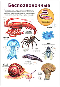 Список беспозвоночных