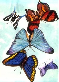 Sovak Butterfly Notebook 