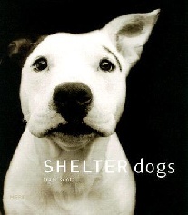 Scott T. Shelter Dogs 