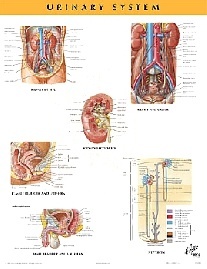 Netter Frank H. Urinary System Chart Poster 