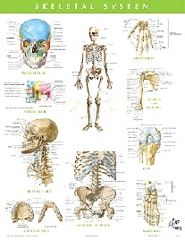 Netter Frank H. Skeletal System Chart Poster 