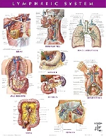 Netter Frank H. Lymphatic System Chart Poster 