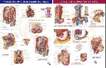 Netter Frank H. Vascular Supply of Abdomen & Pelvis & Vascular Supply of GI Tract Poster 