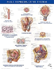 Netter Frank H. Male Reproductive System Chart Poster 