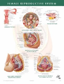 Netter Frank H. Female Reproductive System Chart Poster 